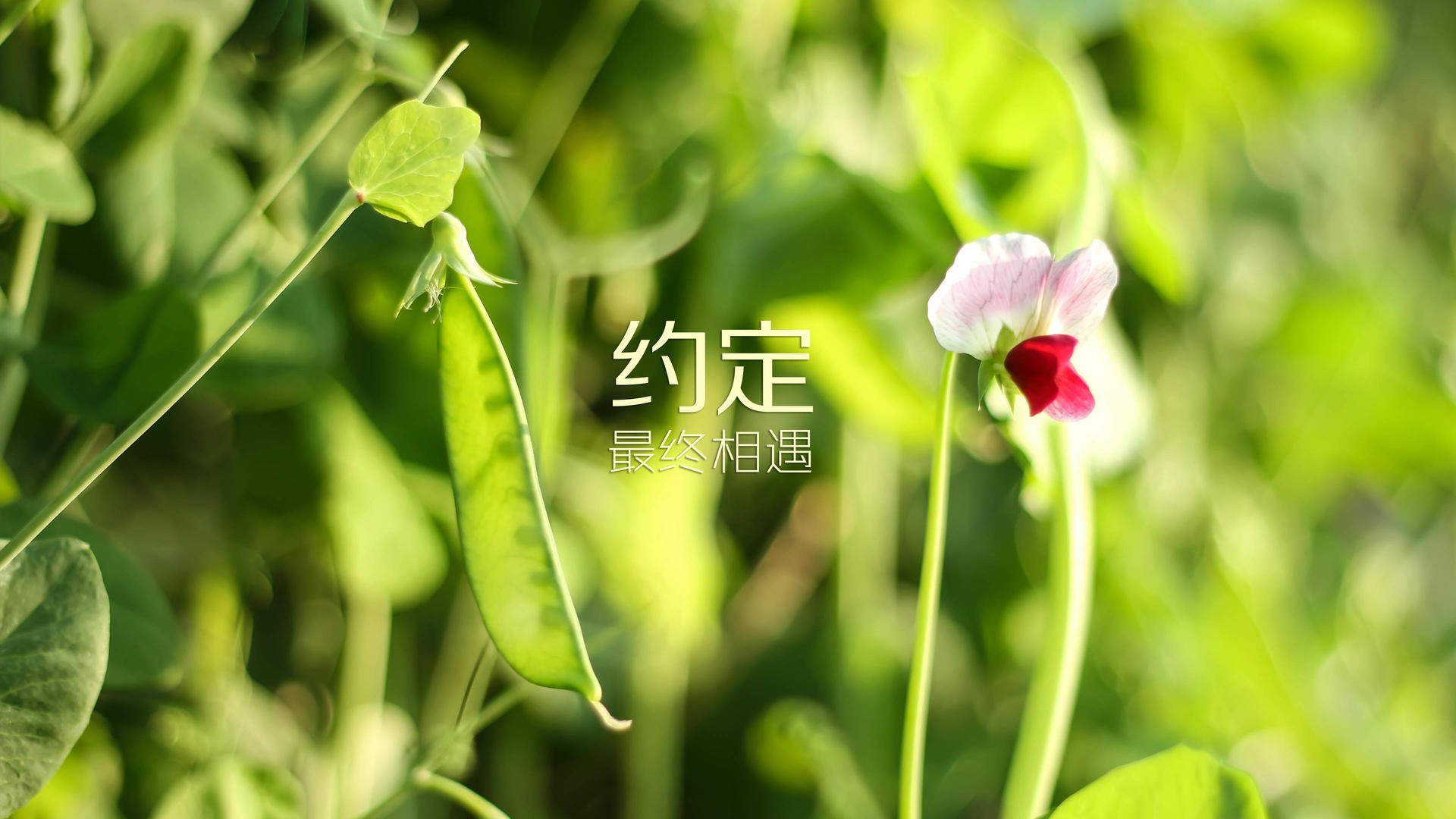 中国篮球运动赛事组织管理，中国篮球竞赛体系